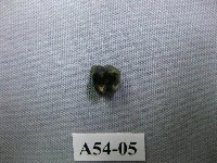 藏品(猴齒)的圖片